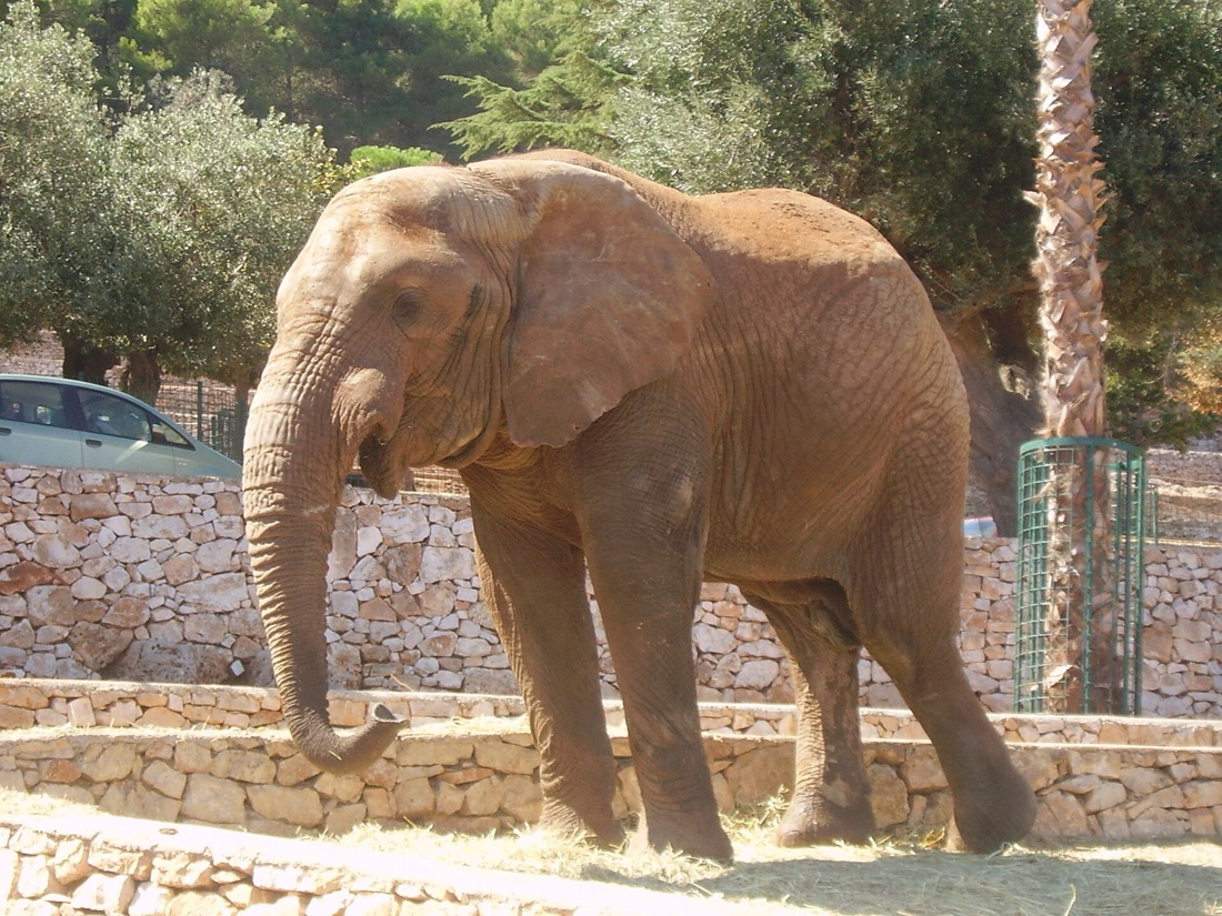 Zoosafari Fasanolandia