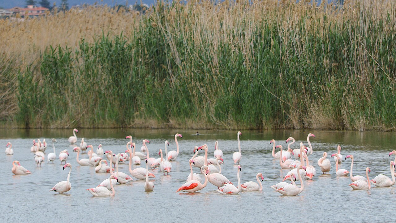 Flamingi w parku Molentargius