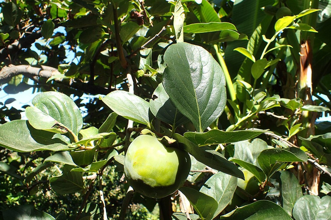 Ogród Botaniczny Krety