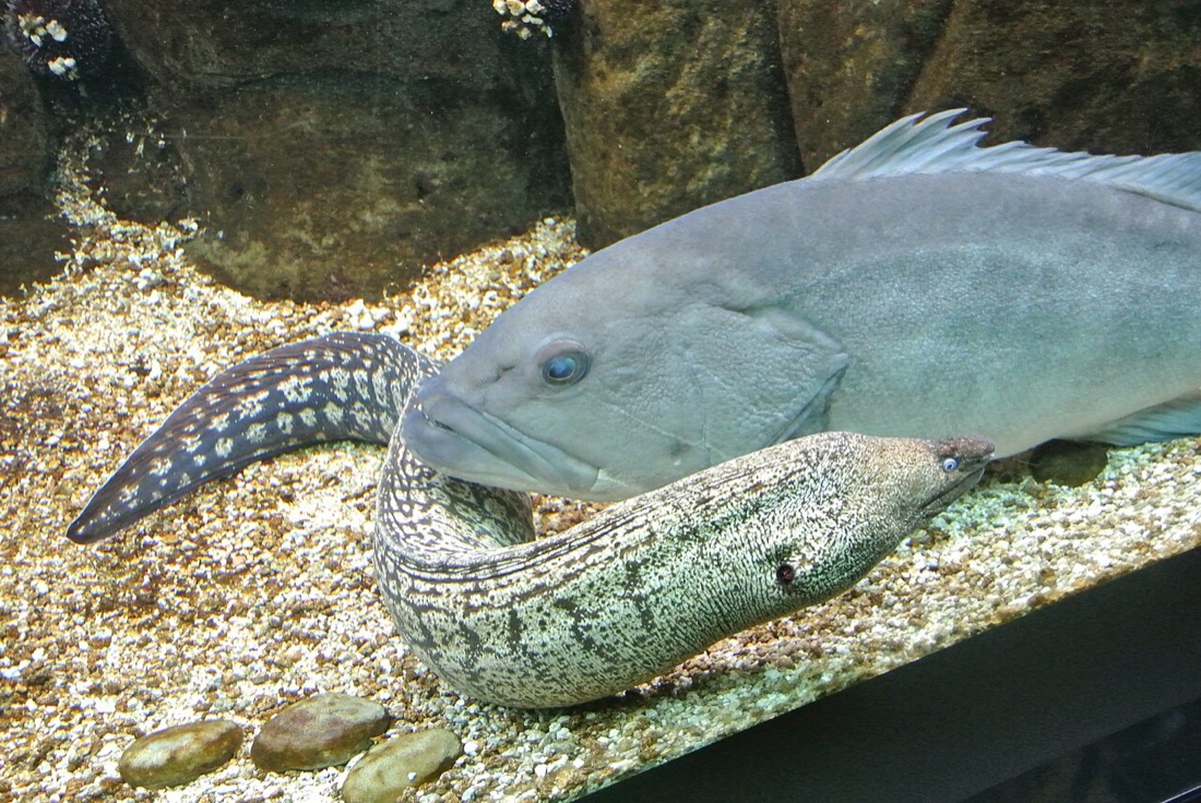 CretAquarium — rekiny Morza Śródziemnego