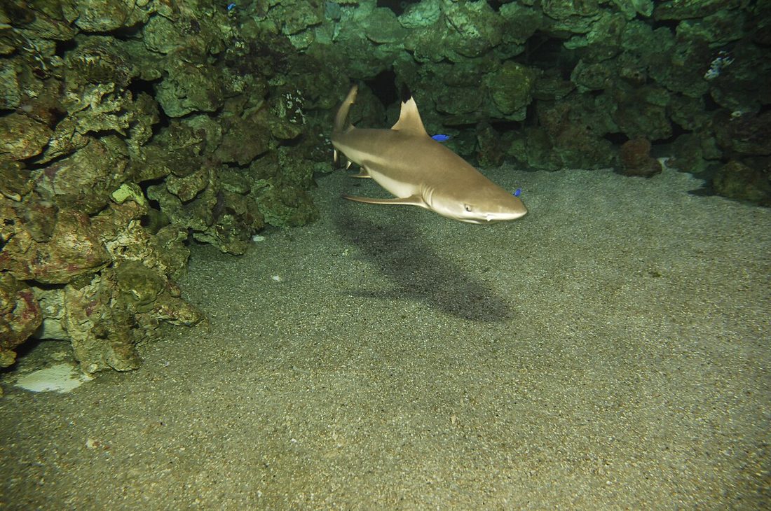Palma Aquarium