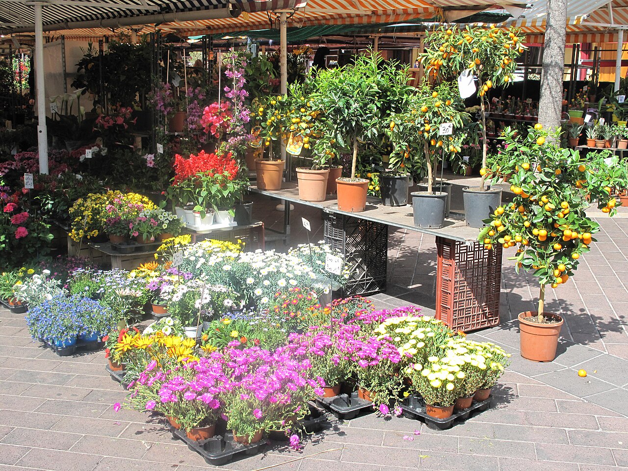 Stara Nicea i targ Cours Saleya