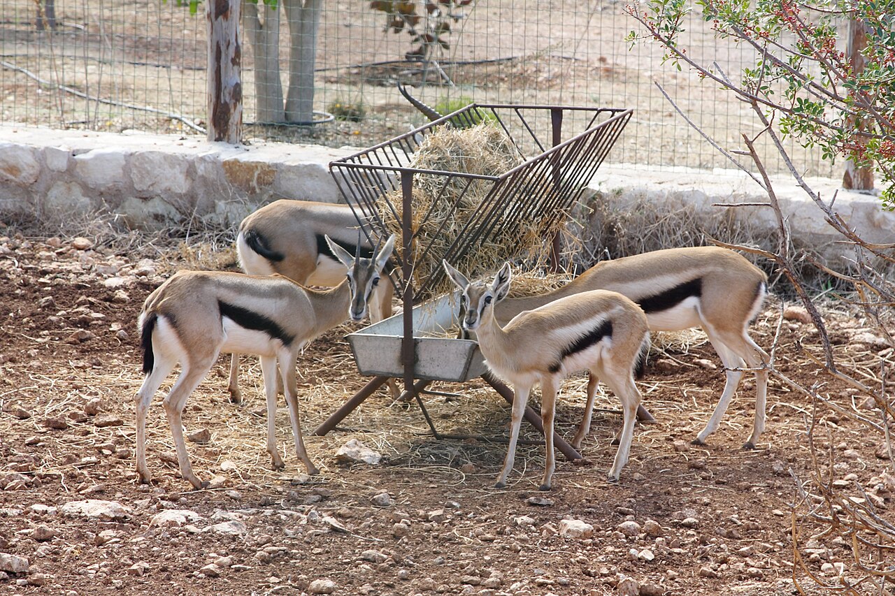 Zoo w Pafos