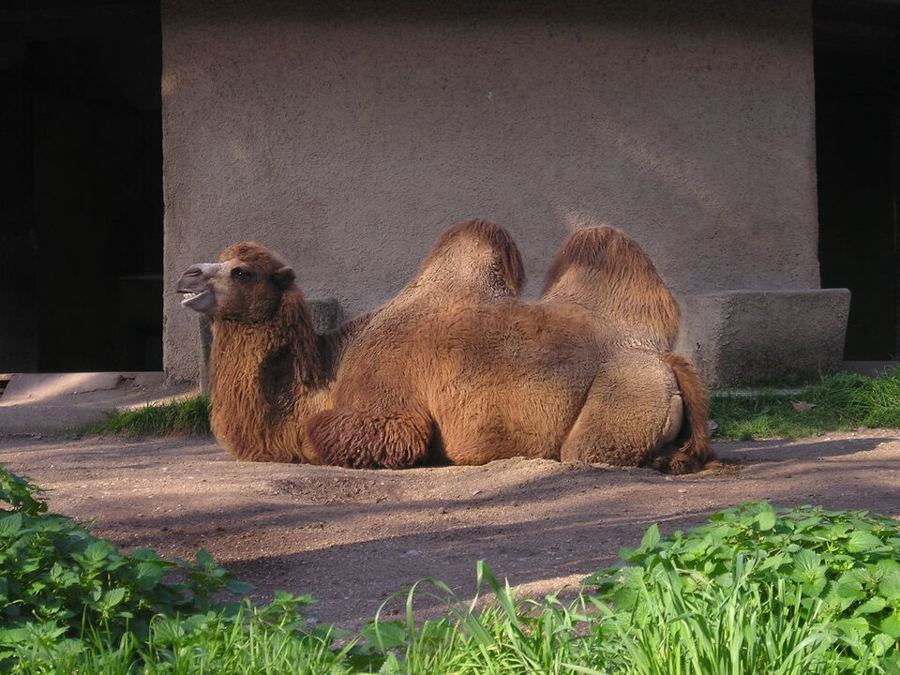 Bioparco — rzymskie zoo