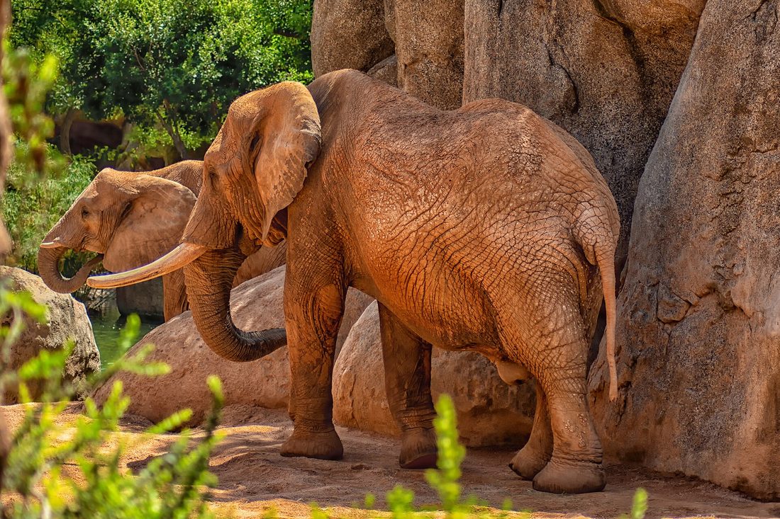 Bioparc — zoo bez krat