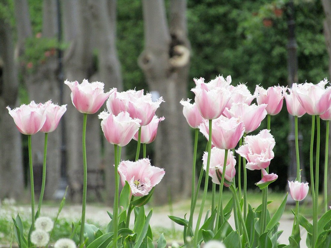 Park Nadmorski (Morska Gradina)