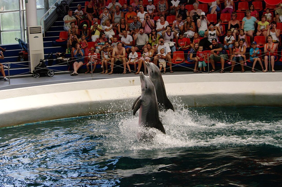 Delfinarium