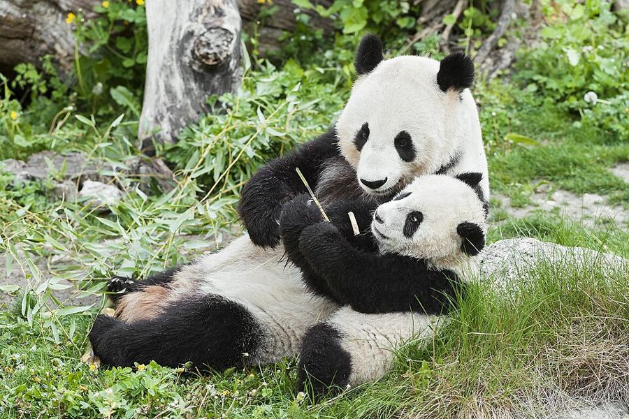 Zoo Schönbrunn
